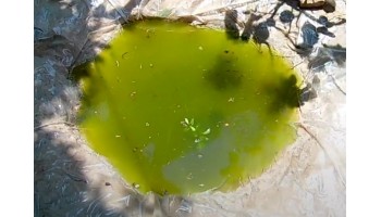Почему зеленеет вода в пруду и как с этим бороться?